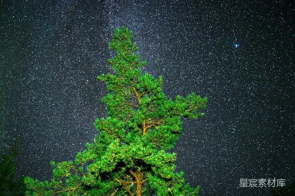 高清摄影 夜空下的松树