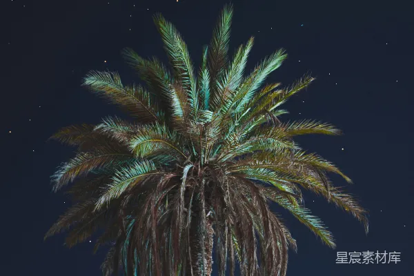 高清摄影 夜空下的棕榈树