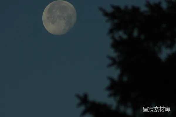 高清摄影 夜幕下的圆月与树影