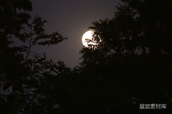 高清摄影 夜幕下的月亮与树影
