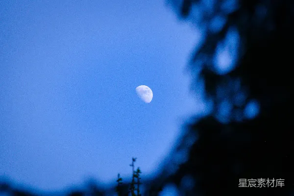 高清摄影 月夜下的树梢