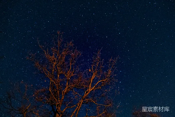 高清摄影 夜空下的枯树