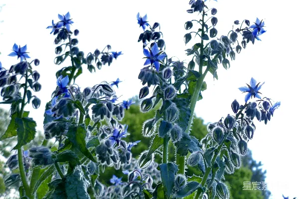 高清摄影 蓝色花海：迷人的矢车菊