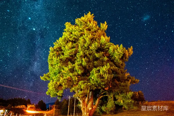 高清摄影 夜空下的古老松树
