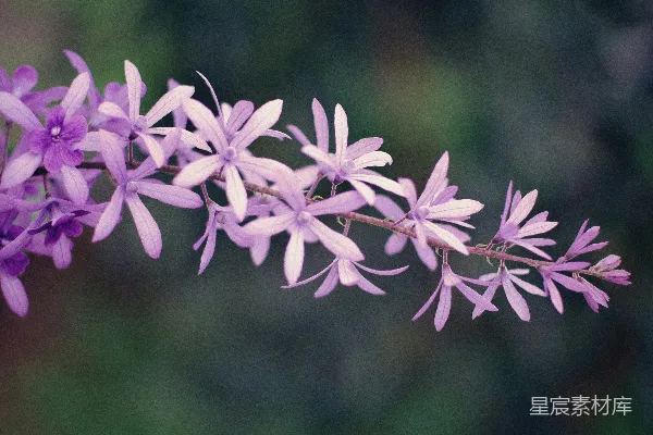 高清摄影 紫色花枝特写