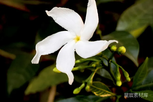 高清摄影 茉莉花盛开