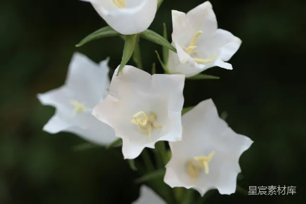 高清摄影 白色风铃花