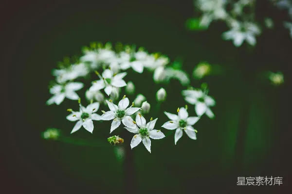 高清摄影 清新自然的白色花朵特写