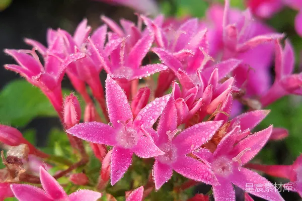 高清摄影 露珠中的粉红色花朵