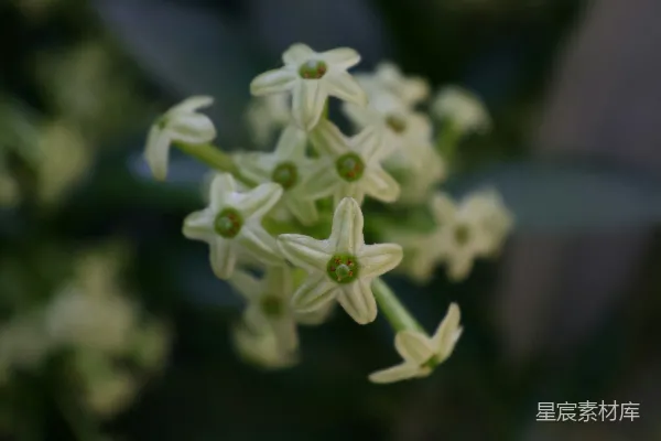 高清摄影 微风中的白花