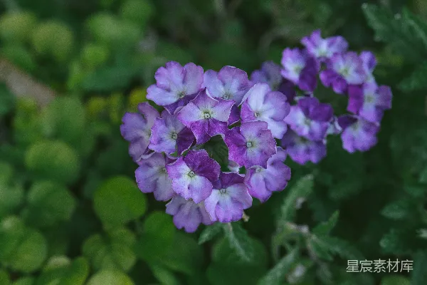 高清摄影 紫色花朵的自然美