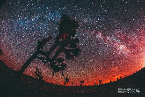 高清摄影 沙漠夜景下的星河与仙人掌