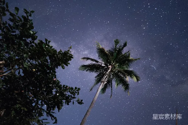 高清摄影 椰树下的星空