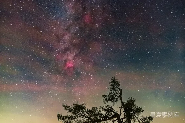 高清摄影 冬夜星空下的松树