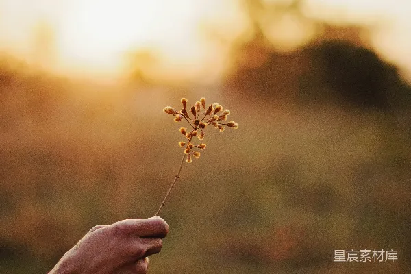 高清摄影 夕阳下的手与野花