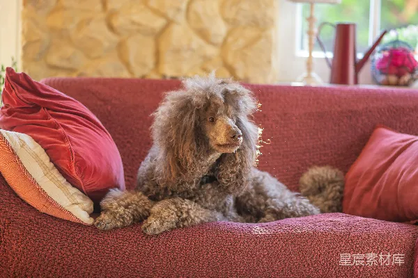 高清摄影 优雅的贵宾犬在红色沙发上