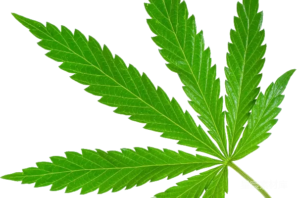 元素素材 大麻
