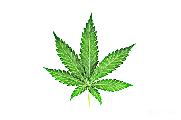 元素素材 大麻