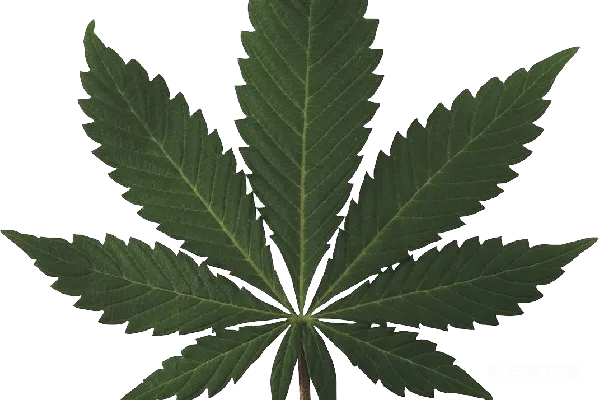 元素素材 大麻