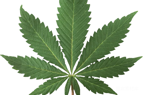 元素素材 大麻