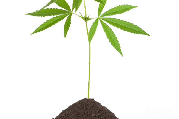 元素素材 大麻