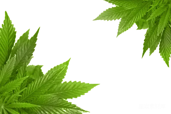 元素素材 大麻