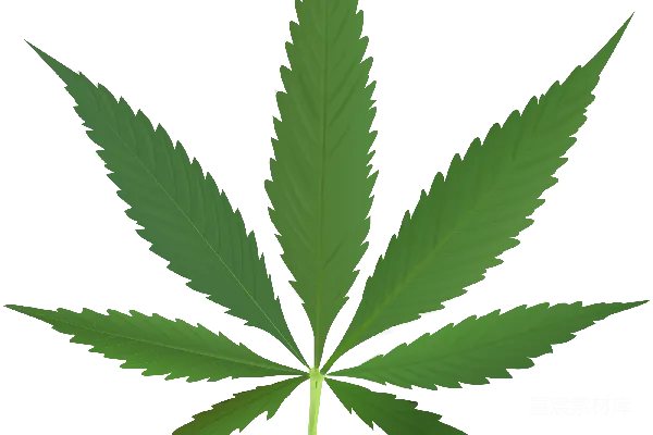 元素素材 大麻