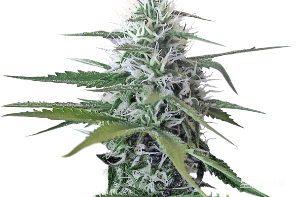 元素素材 大麻