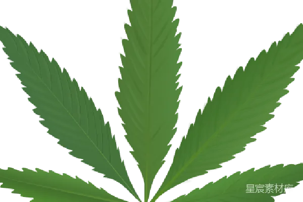 元素素材 大麻