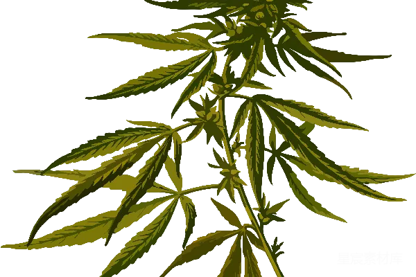 元素素材 大麻