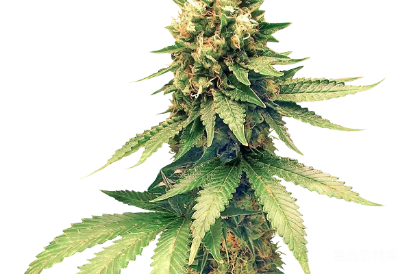 元素素材 大麻
