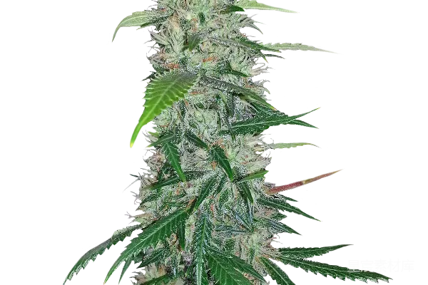 元素素材 大麻