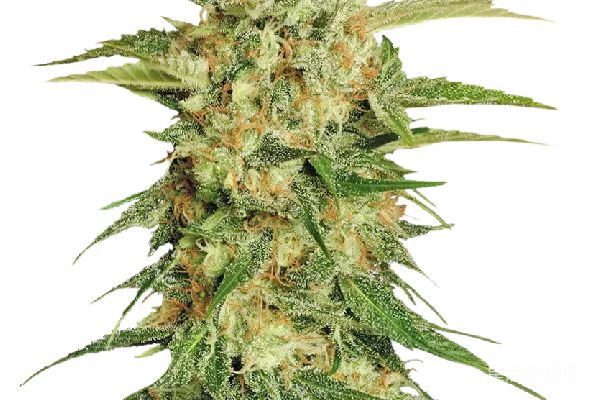 元素素材 大麻