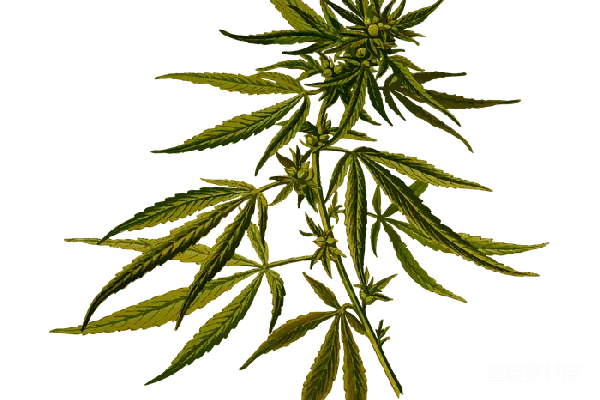 元素素材 大麻