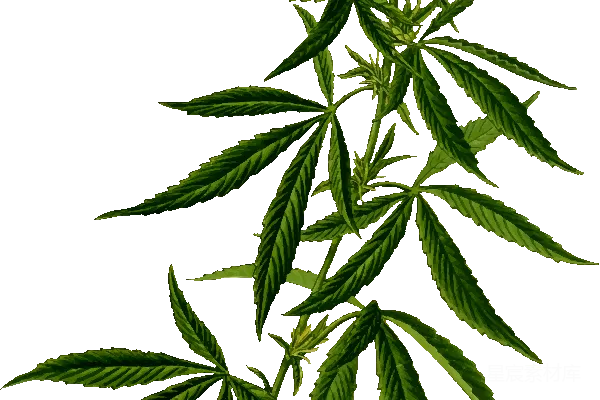 元素素材 大麻