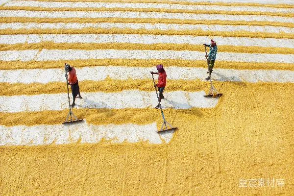 高清摄影 收获季节的辛勤劳作