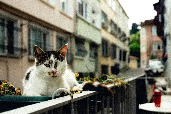 高清摄影 城市中的猫