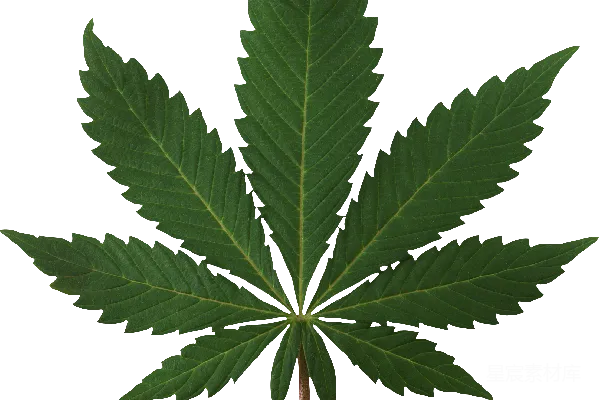元素素材 大麻