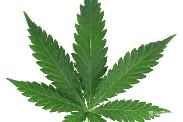 元素素材 大麻