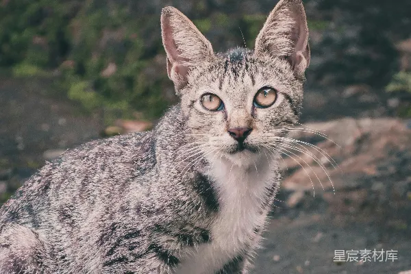 高清摄影 岩石上的小猫