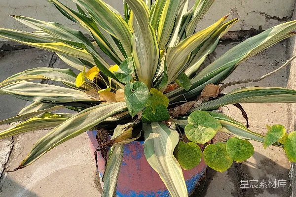高清摄影 斑驳叶植物盆栽