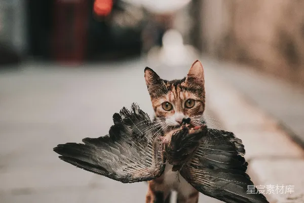 高清摄影 猫叼鸽子
