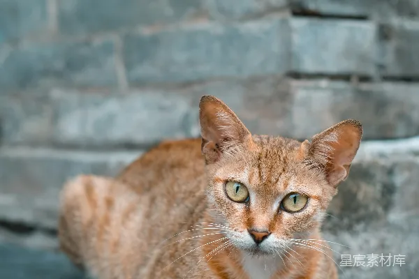 高清摄影 石阶上的小猫
