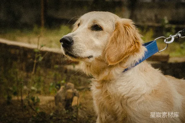 高清摄影 金毛寻回犬的宁静时刻