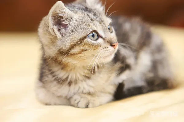 高清摄影 萌宠小猫的温馨时刻