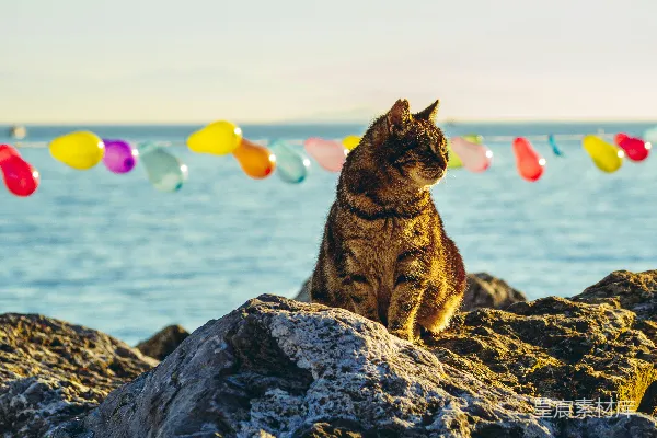 高清摄影 海边岩石上的猫咪