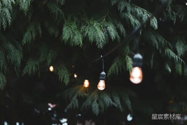 高清摄影 灯光与绿植的夜晚