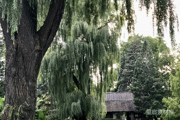 高清摄影 公园里的垂柳与红色椅子