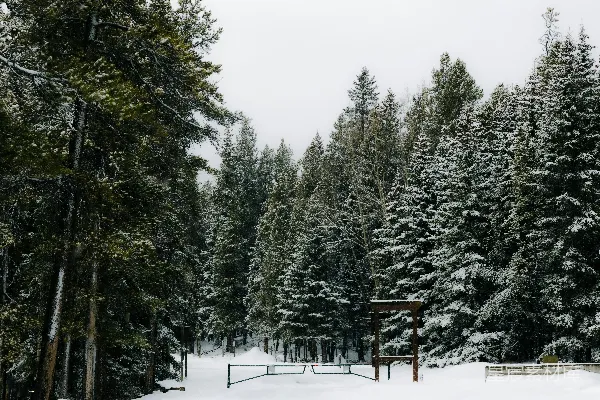 高清摄影 冬日雪景中的森林小径