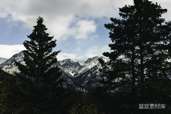 高清摄影 雪山松林
